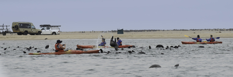 Zeehonden in Namibië