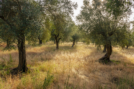 olijfbomen Italië