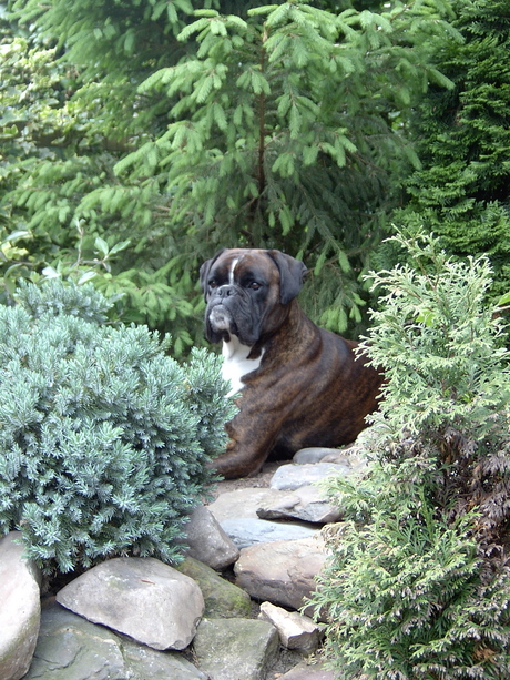 Sam in de tuin