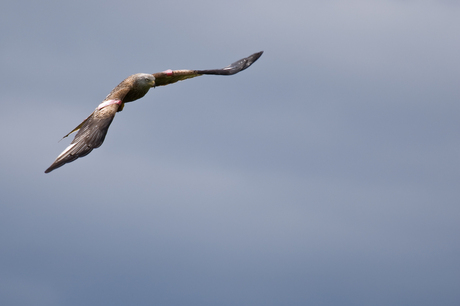 Red Kite