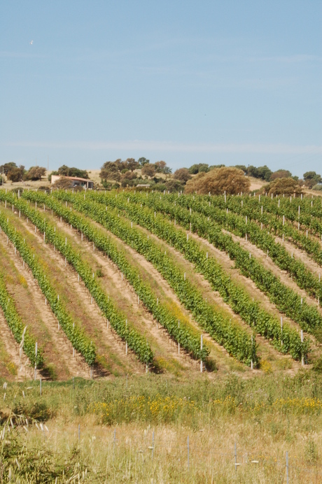 Wijn uit Sardinie