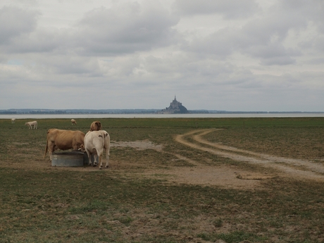 Mont Saint Michel met koeien