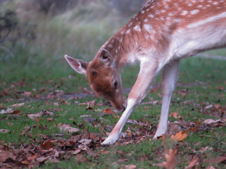 bambi