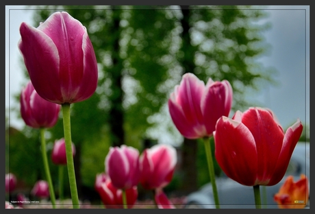 Tulpen...uit Papenburg