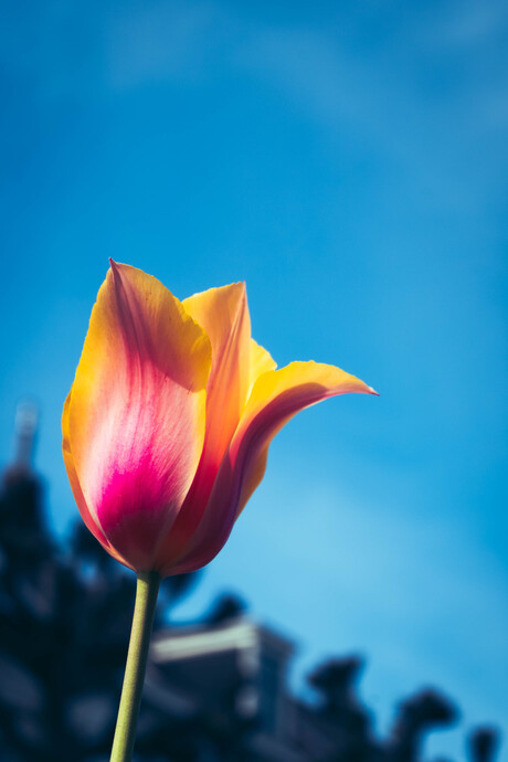 Tulip