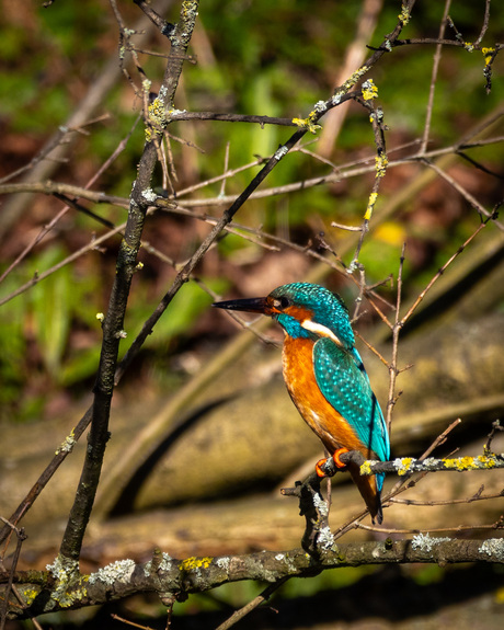 Eenhoorn in het plantsoen