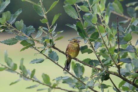 Voedsel voor de geelgors jongen