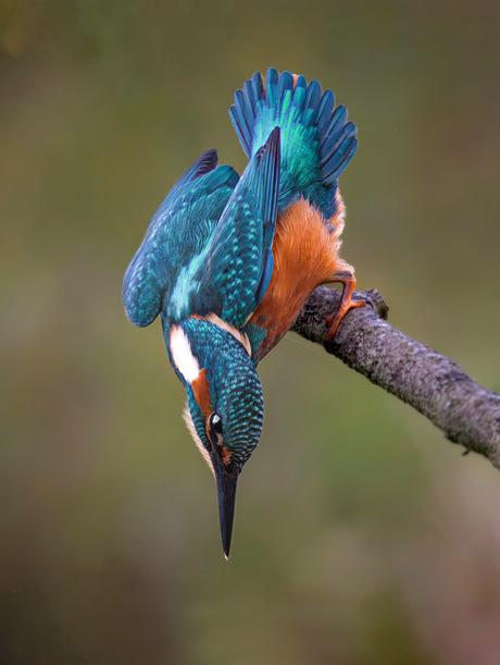 Ijsvogel