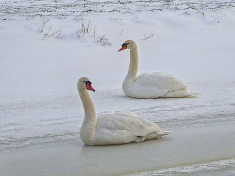 Zwanenpaar in sneeuw (1)