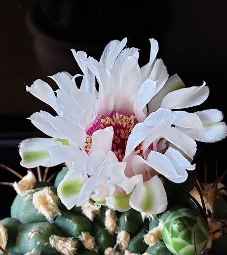 Cactus