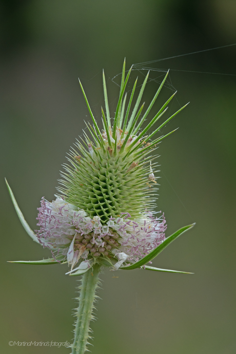 Distel