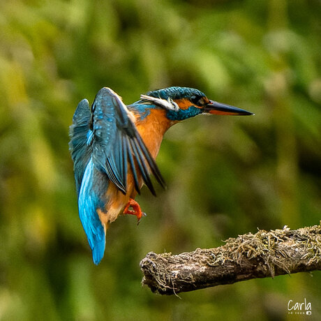 Aankomst ijsvogel op tak