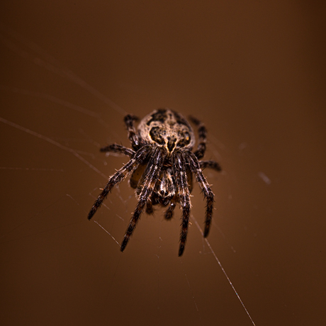spin in het web