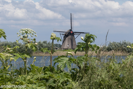 molen bij de steendert