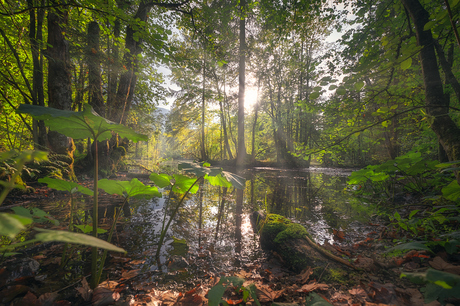 The swamp - Austria