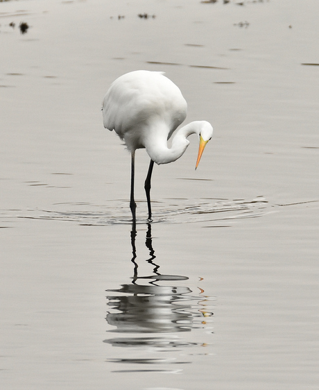 Grote Zilverreiger