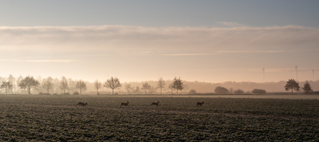 lichte vorst landschap s morgens