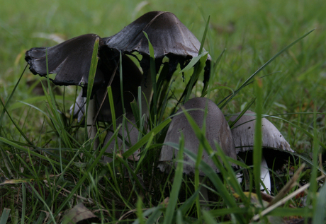 Paddenstoelen