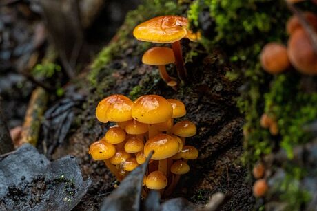paddenstoelen na de sneeuw 