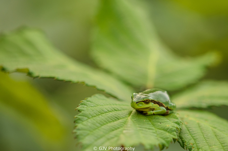 Leaf me alone