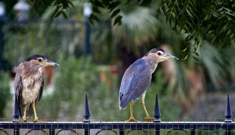 vogels op het tuinhek