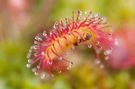 Drosera intermedia