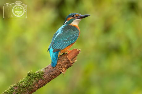 Ijsvogel in een alerte houding.