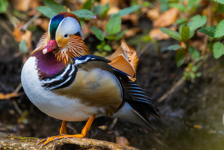 Mandarijneend in het bos