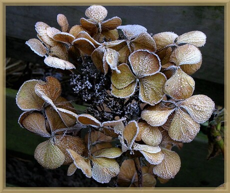 Bevroren Hortensia