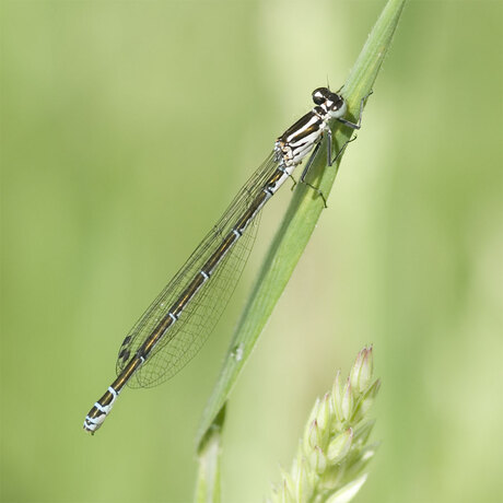 En dit is nummer 2 vandaag....een watersnuffel