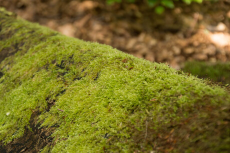 Leuvenumse bos