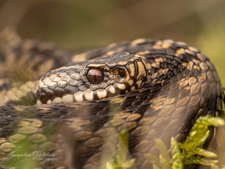 Adder