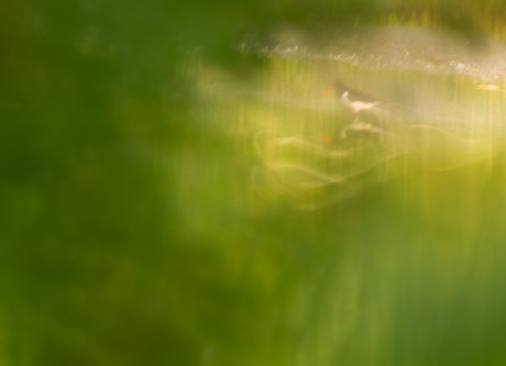 Icm foto van een scholekster