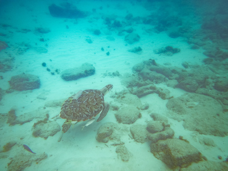 Zeeschildpad met visjes