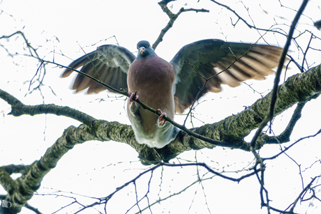 Nest bouwen is dagtaak