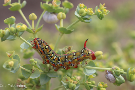 Rups van de wolfsmelkpijlstaart 