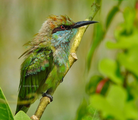 Groene bijeneter