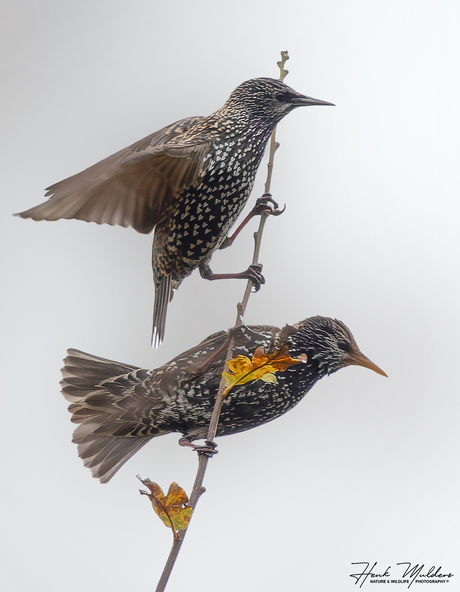 Spreeuw (Sturnus vulgaris)