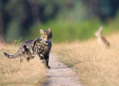 Hoe een kat een haas vangt...