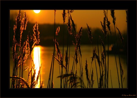 Het riet . . .