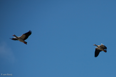 Hoog in de lucht