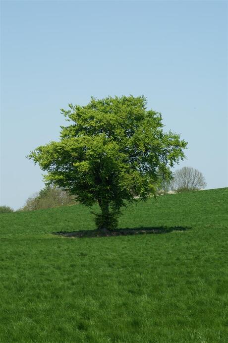 Twaalf uur (hele grote zonnewijzer)