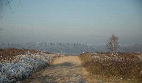 Bevroren landschap