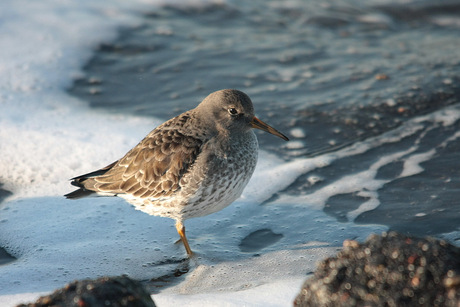 Paarse strandloper