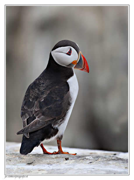 puffin