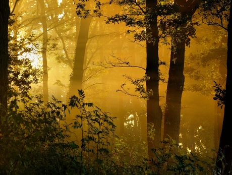 Zonneflarden.jpg