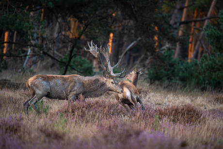 Wildlife- Bronsttijd