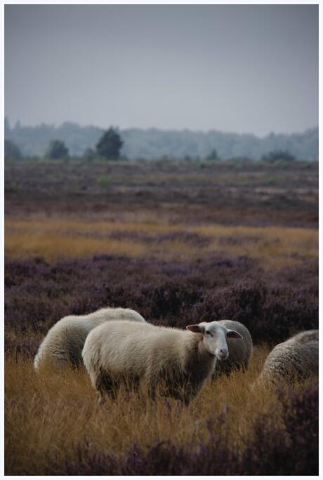 Schaap bij lunteren