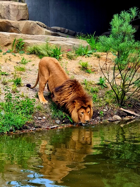 Lion king amsterdam 