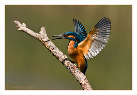 My first Kingfisher-experience